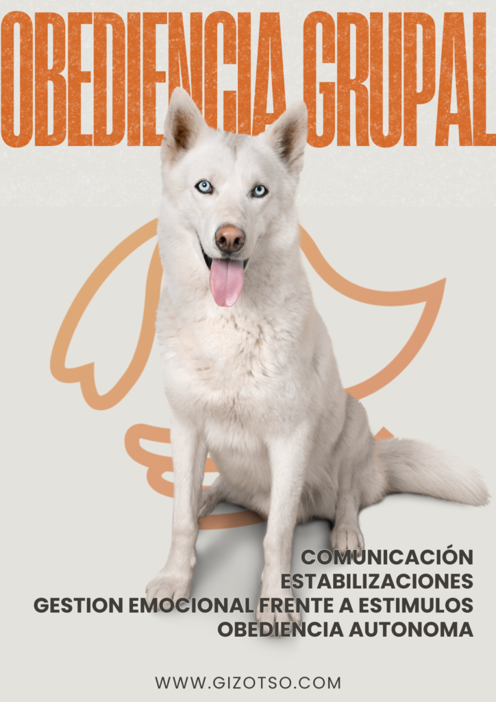 Curso en obediencia grupal