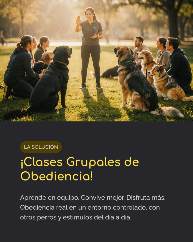 OBEDIENCIA CANINA GRUPAL